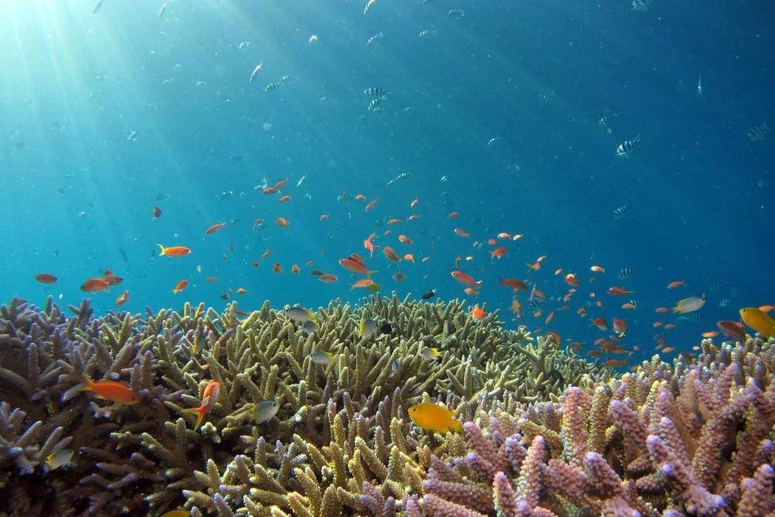 A sea turtle over coral on the Great Barrier Reef